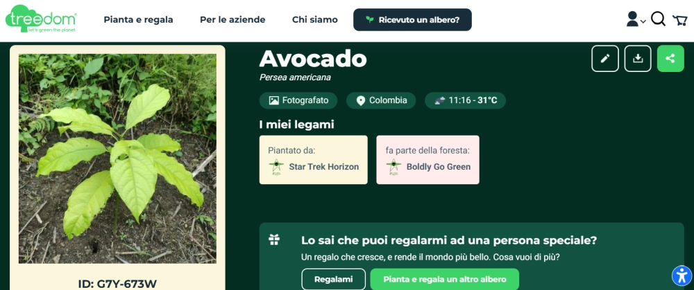 Avocado Treedom