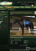 GallopStars - Screenshot Browser Game
