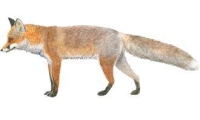 Naturezer - Screenshot Animali e Fattorie