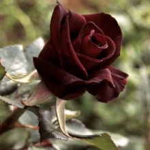 black rose