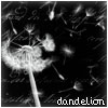 dandelion