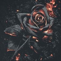 burning_rose