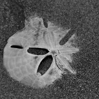 sand_dollar