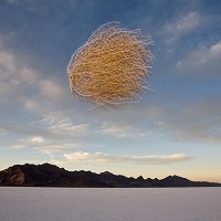 tumbleweed