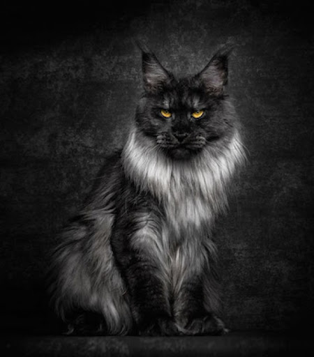 mainecoon